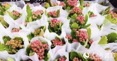 徐州邳州市：工强农兴“两开花”